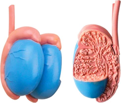 NURCIX نموذج التشريح نموذج الأعضاء 4D نموذج التشريح الإنجابي للذكور نموذج جسم الإنسان النظام التناسلي للذكور للعلوم الطبية الفصول الدراسية دراسة التدريس والديس in Kuwait