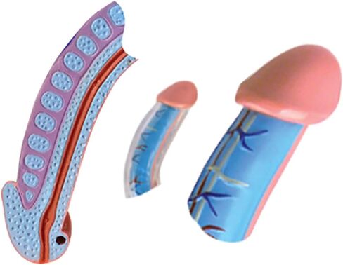 NURCIX نموذج التشريح نموذج الأعضاء 4D نموذج التشريح الإنجابي للذكور نموذج جسم الإنسان النظام التناسلي للذكور للعلوم الطبية الفصول الدراسية دراسة التدريس والديس in Kuwait