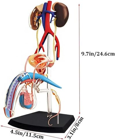 NURCIX نموذج التشريح نموذج الأعضاء 4D نموذج التشريح الإنجابي للذكور نموذج جسم الإنسان النظام التناسلي للذكور للعلوم الطبية الفصول الدراسية دراسة التدريس والديس in Kuwait