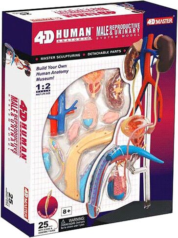NURCIX نموذج التشريح نموذج الأعضاء 4D نموذج التشريح الإنجابي للذكور نموذج جسم الإنسان النظام التناسلي للذكور للعلوم الطبية الفصول الدراسية دراسة التدريس والديس in Kuwait