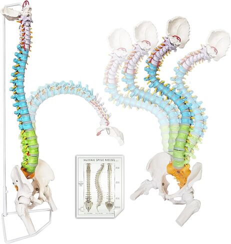 HADWYN Flexible Spine Model, 34.6'' Life Size Human Spinal Cord Anatomical Model with Stand Color Coded Regions Indicate The Cervical, Thoracic and Lumbar Spine for Med Students and Chiropractors in Kuwait
