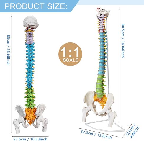 HADWYN Flexible Spine Model, 34.6'' Life Size Human Spinal Cord Anatomical Model with Stand Color Coded Regions Indicate The Cervical, Thoracic and Lumbar Spine for Med Students and Chiropractors in Kuwait