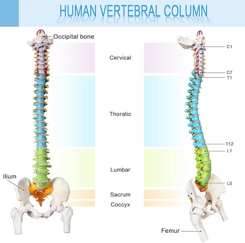 HADWYN Flexible Spine Model, 34.6'' Life Size Human Spinal Cord Anatomical Model with Stand Color Coded Regions Indicate The Cervical, Thoracic and Lumbar Spine for Med Students and Chiropractors in Kuwait