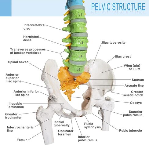 HADWYN Flexible Spine Model, 34.6'' Life Size Human Spinal Cord Anatomical Model with Stand Color Coded Regions Indicate The Cervical, Thoracic and Lumbar Spine for Med Students and Chiropractors in Kuwait