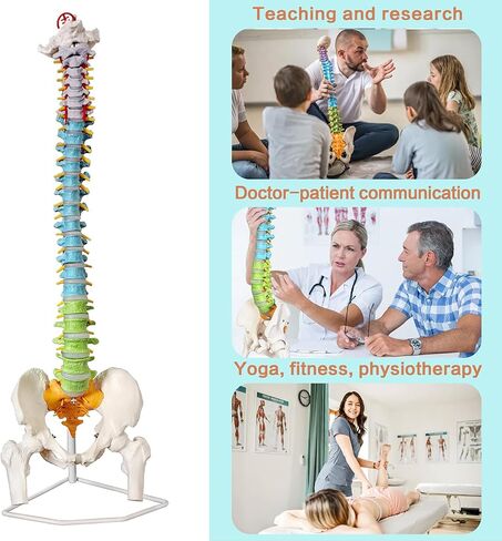 HADWYN Flexible Spine Model, 34.6'' Life Size Human Spinal Cord Anatomical Model with Stand Color Coded Regions Indicate The Cervical, Thoracic and Lumbar Spine for Med Students and Chiropractors in Kuwait