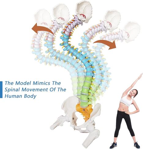 HADWYN Flexible Spine Model, 34.6'' Life Size Human Spinal Cord Anatomical Model with Stand Color Coded Regions Indicate The Cervical, Thoracic and Lumbar Spine for Med Students and Chiropractors in Kuwait