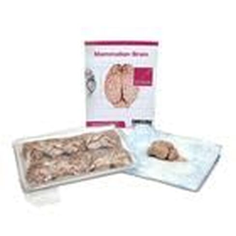 Mammalian Brain Dissection BioKit® in Kuwait