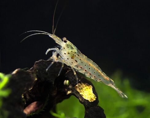 amano shripts algae cleaner inverts Live Freshwater Aquarium shripts 1/4 " - 1/2" in Kuwait