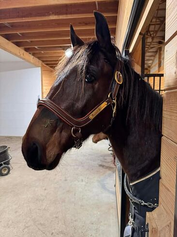 Leaders Padded Curved Leather Halter with Customized Engraved Name Plate Ergonomic Leather Halter for Horses in Saudi Arabia