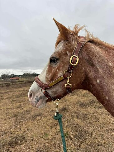 Leaders Padded Curved Leather Halter with Customized Engraved Name Plate Ergonomic Leather Halter for Horses in Saudi Arabia