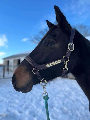 Leaders Padded Curved Leather Halter with Customized Engraved Name Plate Ergonomic Leather Halter for Horses in Saudi Arabia
