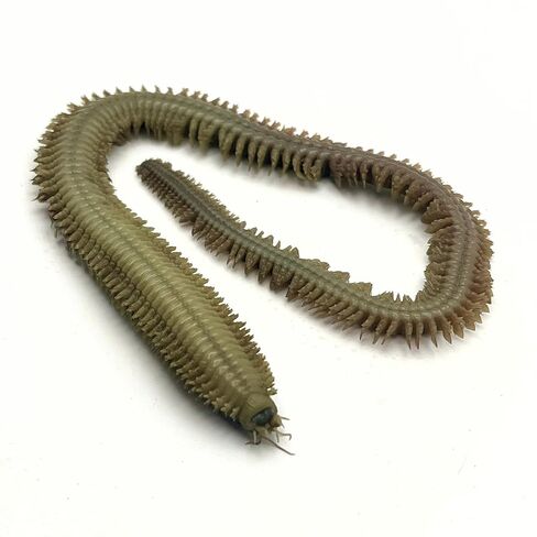Preserved Sandworm (Nereis spp.) 5"–7", Formalin-Fixed Marine Annelid Specimen for Biology Study, Anatomy Dissection, Science Classroom Supplies, Homeschool Education & Lab Demonstrations in Saudi Arabia