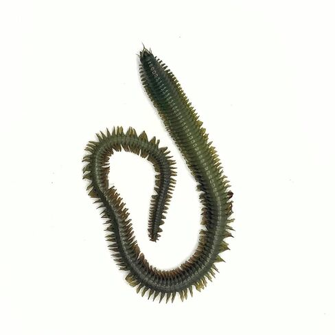 Preserved Sandworm (Nereis spp.) 5"–7", Formalin-Fixed Marine Annelid Specimen for Biology Study, Anatomy Dissection, Science Classroom Supplies, Homeschool Education & Lab Demonstrations in Saudi Arabia