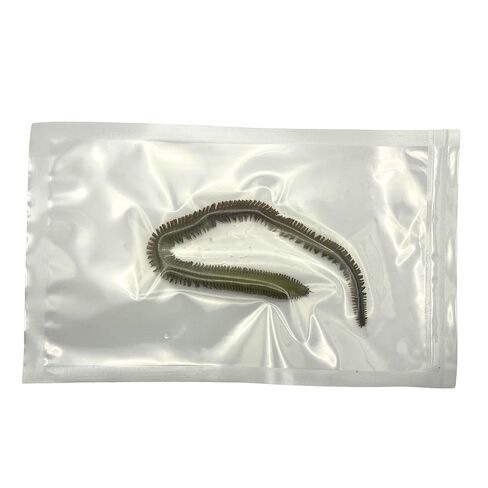 Preserved Sandworm (Nereis spp.) 5"–7", Formalin-Fixed Marine Annelid Specimen for Biology Study, Anatomy Dissection, Science Classroom Supplies, Homeschool Education & Lab Demonstrations in Saudi Arabia