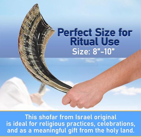 Shofarot Israel 8"-10" Kosher Rams Horn Half Polished Ram Shofar | Authentic Shofar Horn from Israel | Jewish Blowing Horn, Chofar Original Israel in Saudi Arabia