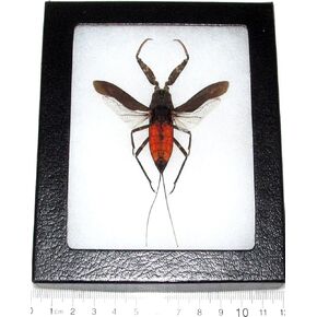 BicBugs Nepa Rubra Real مؤطرة باللون الأحمر المائي لأصابع القدم، حشرة عضاضة ماليزيا in Kuwait