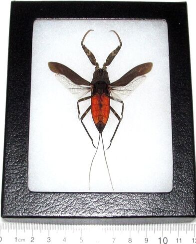 BicBugs Nepa Rubra Real مؤطرة باللون الأحمر المائي لأصابع القدم، حشرة عضاضة ماليزيا in Kuwait