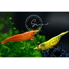 5 كريستال ريد و 5 جمبري أسود بلوري ، كاريدينا كانتونينسيس ، CRS/CBL الصف S-SSS in Kuwait