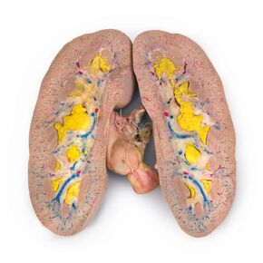 Carolina's Perfect Solution® Pig Kidney, Triple Injection, Pail in Kuwait