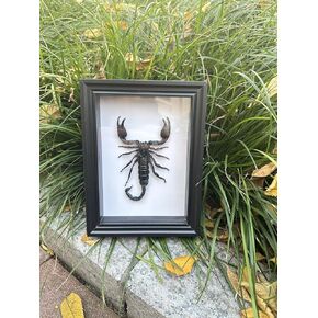 مجموعة فريدة من نوعها وديكور لعينة جمجمة الثعلب الحقيقي in Kuwait