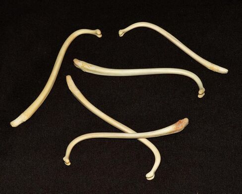 قضيب الراكون الحقيقي، عظم الراكون، جامبو، 5+ بوصة (قطعة واحدة) in Kuwait