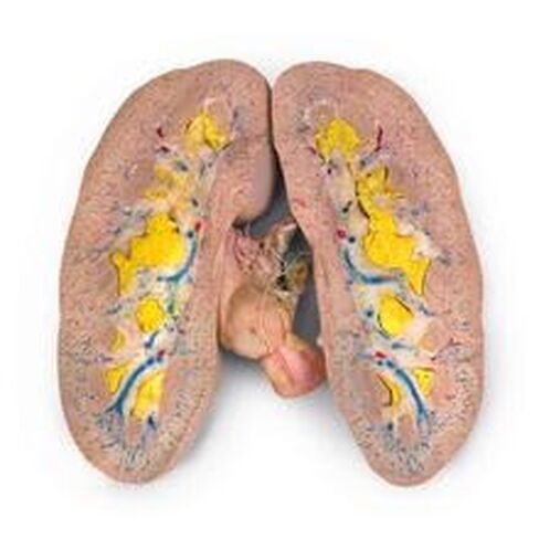 Carolina's Perfect Solution® Pig Kidney, Triple Injection, Pail in Kuwait