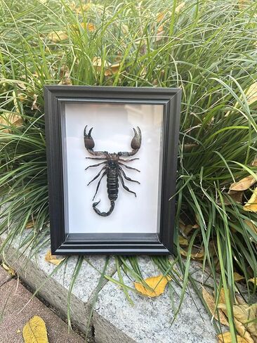 مجموعة فريدة من نوعها وديكور لعينة جمجمة الثعلب الحقيقي in Kuwait