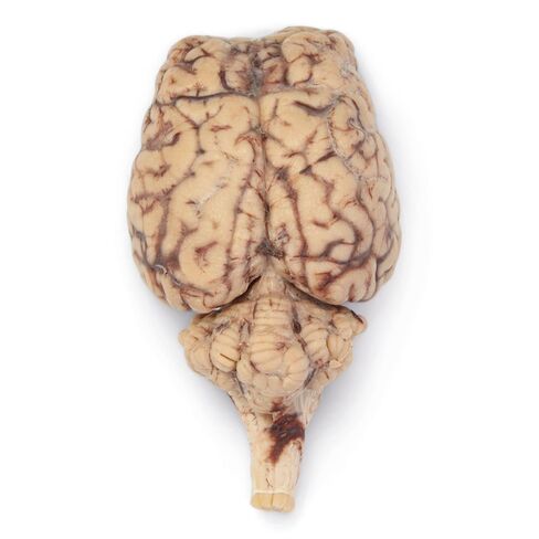 Formalin Sheep Brain, Dura Mater Removed, Plain, Pail in Kuwait