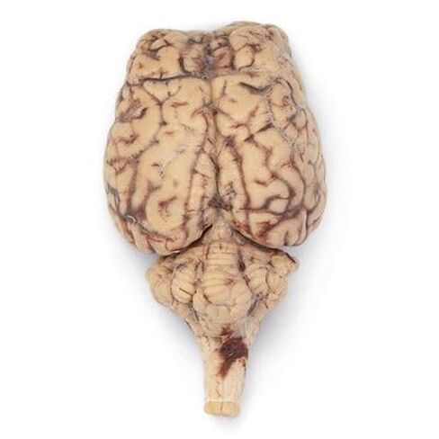 Formalin Sheep Brain, Dura Mater Removed, Plain, Pail in Kuwait