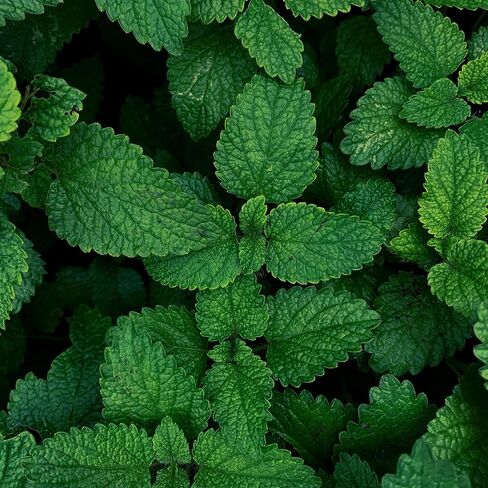 زيت النعناع العضوي العطري 1/3 أونصة سائلة (10 مل) مينثا أرفينسيس - 100% طبيعي نقي وغير مخفف، ناشر روائح علاجية عطرية منعشة وتبريد العضلات وتخفيف التوتر. in Kuwait