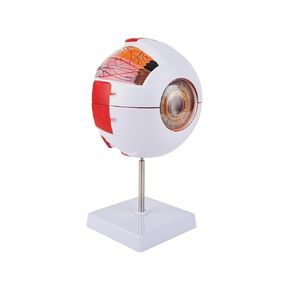 6X Enlarged Eyeball Model Detachable Eye Anatomy Model with Stand for Medical Science Education & Classroom Display in Kuwait