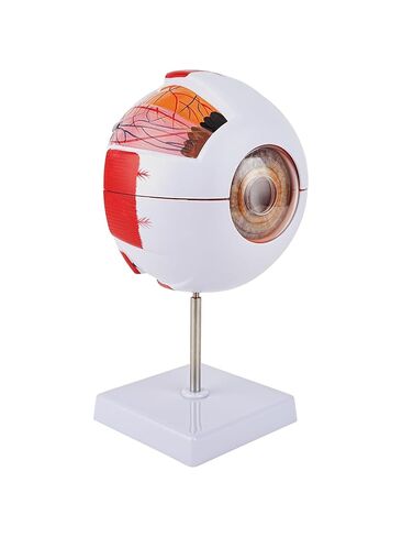 6X Enlarged Eyeball Model Detachable Eye Anatomy Model with Stand for Medical Science Education & Classroom Display in Kuwait