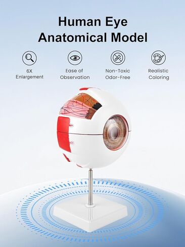 6X Enlarged Eyeball Model Detachable Eye Anatomy Model with Stand for Medical Science Education & Classroom Display in Kuwait