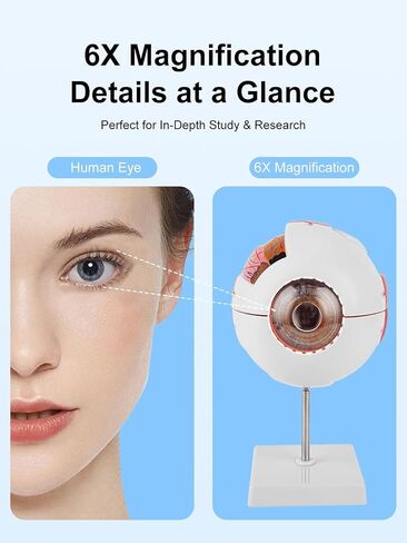 6X Enlarged Eyeball Model Detachable Eye Anatomy Model with Stand for Medical Science Education & Classroom Display in Kuwait