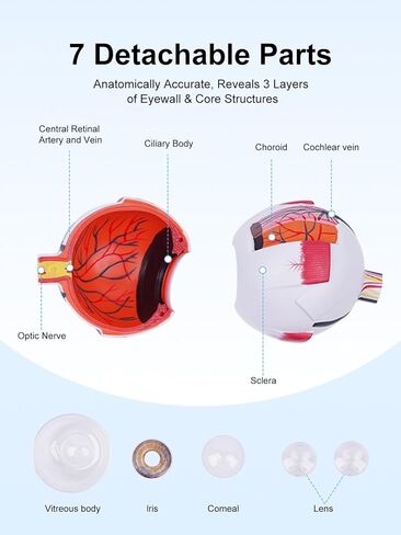 6X Enlarged Eyeball Model Detachable Eye Anatomy Model with Stand for Medical Science Education & Classroom Display in Kuwait