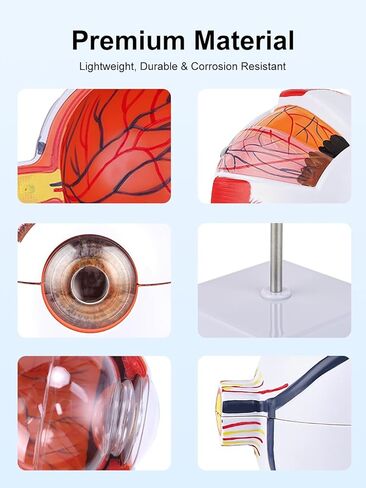 6X Enlarged Eyeball Model Detachable Eye Anatomy Model with Stand for Medical Science Education & Classroom Display in Kuwait