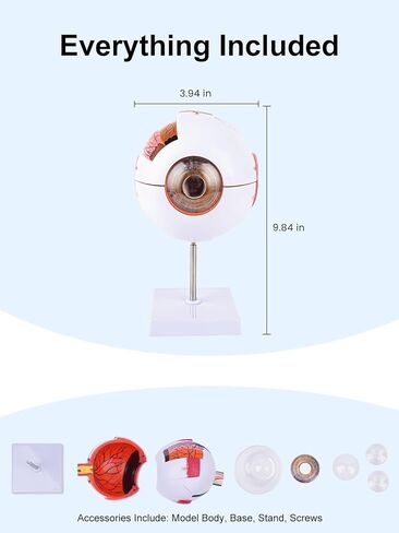 6X Enlarged Eyeball Model Detachable Eye Anatomy Model with Stand for Medical Science Education & Classroom Display in Kuwait