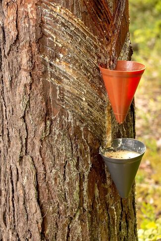 Indian Frankincense 100% Pure Natural Gum Organic Aromatic Tear Rock Incense Tree Sap Olibanum Bulk Boswellia Serrata (4 Ounce) in Saudi Arabia