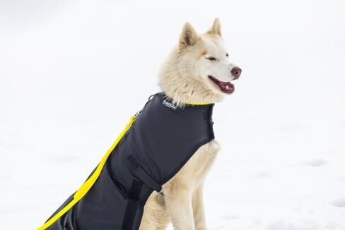 Neewa Weather-Resilient Dog Coat: Ultimate Dog Jacket for Winter and Rain, Cozy Sweater for Small to Large Dogs, Trendy Dog Clothes for Every Season (Large/Black) in Saudi Arabia