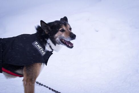 Neewa Weather-Resilient Dog Coat: Ultimate Dog Jacket for Winter and Rain, Cozy Sweater for Small to Large Dogs, Trendy Dog Clothes for Every Season (Large/Black) in Saudi Arabia