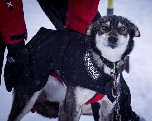 Neewa Weather-Resilient Dog Coat: Ultimate Dog Jacket for Winter and Rain, Cozy Sweater for Small to Large Dogs, Trendy Dog Clothes for Every Season (Large/Black) in Saudi Arabia