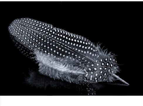 ريش الدراج المرقط التركي الطبيعي لترتيبات الأزهار الحرفية وزخارف حفلات الزفاف المنزلية 6-8 بوصة (20 قطعة) in Kuwait