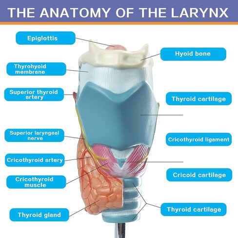 نموذج تشريحي لأمراض الغدة الدرقية البشرية العلمية من إيفوتك - 4 أجزاء بالحجم الطبيعي أداة تعليمية للدراسة الطبية مع حامل ودليل لإظهار تضخم الغدة الدرقية وسرطان الغدة الدرقية ومرض القبور in Kuwait