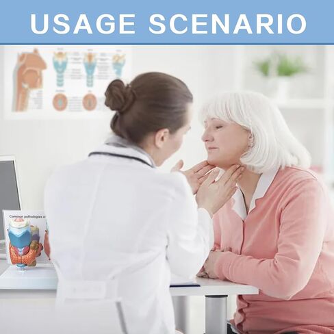 نموذج تشريحي لأمراض الغدة الدرقية البشرية العلمية من إيفوتك - 4 أجزاء بالحجم الطبيعي أداة تعليمية للدراسة الطبية مع حامل ودليل لإظهار تضخم الغدة الدرقية وسرطان الغدة الدرقية ومرض القبور in Kuwait