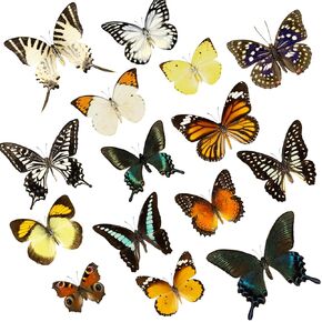 15 Pcs Real Butterfly Specimen, Taxidermy Dried Dead Butterflies with Spread Wings Shaped, Natural unmounted Butterfly, Artwork Material Decor, DIY Creative Production (15PCS Different Types) in Kuwait
