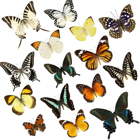 15 قطعة من عينة الفراشة الحقيقية، فراشات ميتة مجففة مع أجنحة منتشرة، فراشة طبيعية غير مثبتة، ديكور مواد فنية، إنتاج إبداعي DIY (15 قطعة أنواع مختلفة) in Kuwait