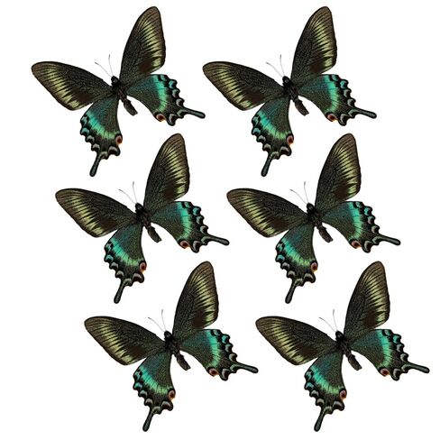 15 Pcs Real Butterfly Specimen, Taxidermy Dried Dead Butterflies with Spread Wings Shaped, Natural unmounted Butterfly, Artwork Material Decor, DIY Creative Production (15PCS Different Types) in Saudi Arabia