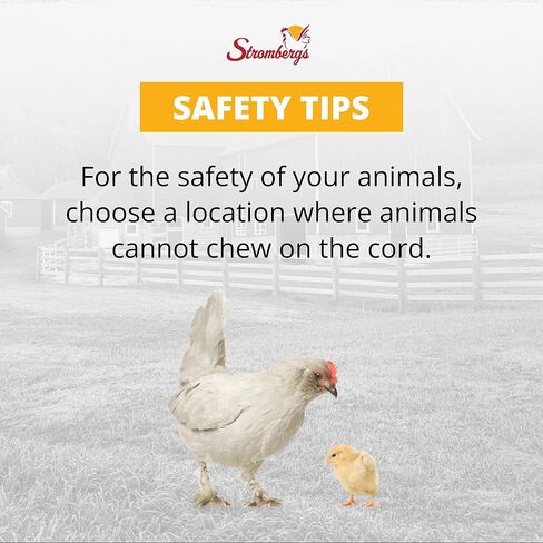 Stromberg's Heat Lamp with Safety Switch, Stainless Steel, Chicken Coop, Reptiles, Piglets, Infrared Light, Baby Lambs, Baby Goats, Newborn Livestock, Puppies, 250W, 6.5 Foot Cord in Kuwait