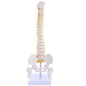 نموذج تشريح العمود الفقري الصغير - نموذج العمود الفقري البشري المصغر المرن مقاس 15.5 بوصة مع جميع الأعصاب للتعلم الطبي - لتعليم التدريس والدراسة والعرض in Kuwait