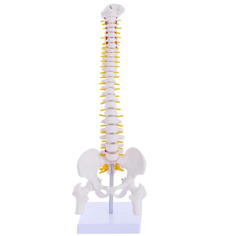 نموذج تشريح العمود الفقري الصغير - نموذج العمود الفقري البشري المصغر المرن مقاس 15.5 بوصة مع جميع الأعصاب للتعلم الطبي - لتعليم التدريس والدراسة والعرض in Kuwait